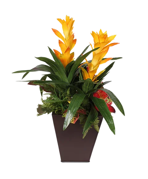 Pianta di guzmania