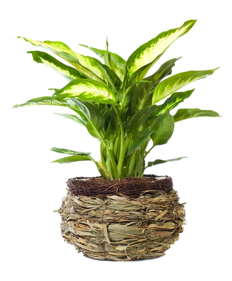 Pianta di Dieffenbachia